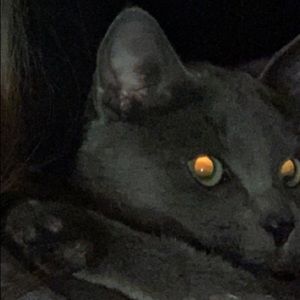 Meet your Posher, Jude